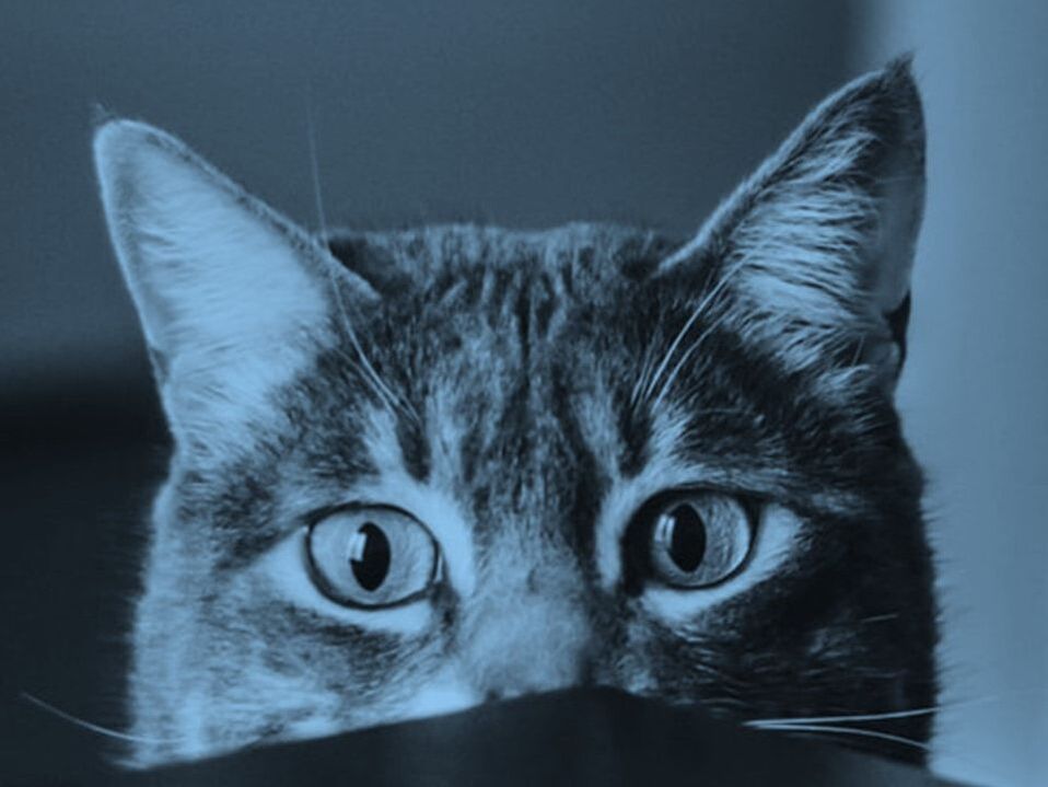 Voracious Curiosity​